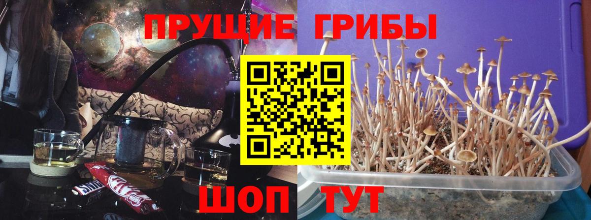 Псилоцибиновые грибы мухоморы  где найти   Губкин  Вход с VPN 